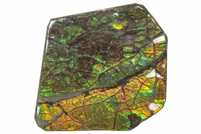 Flashy Ammolite (Fossil Ammonite Shell) - Alberta, Canada #301623